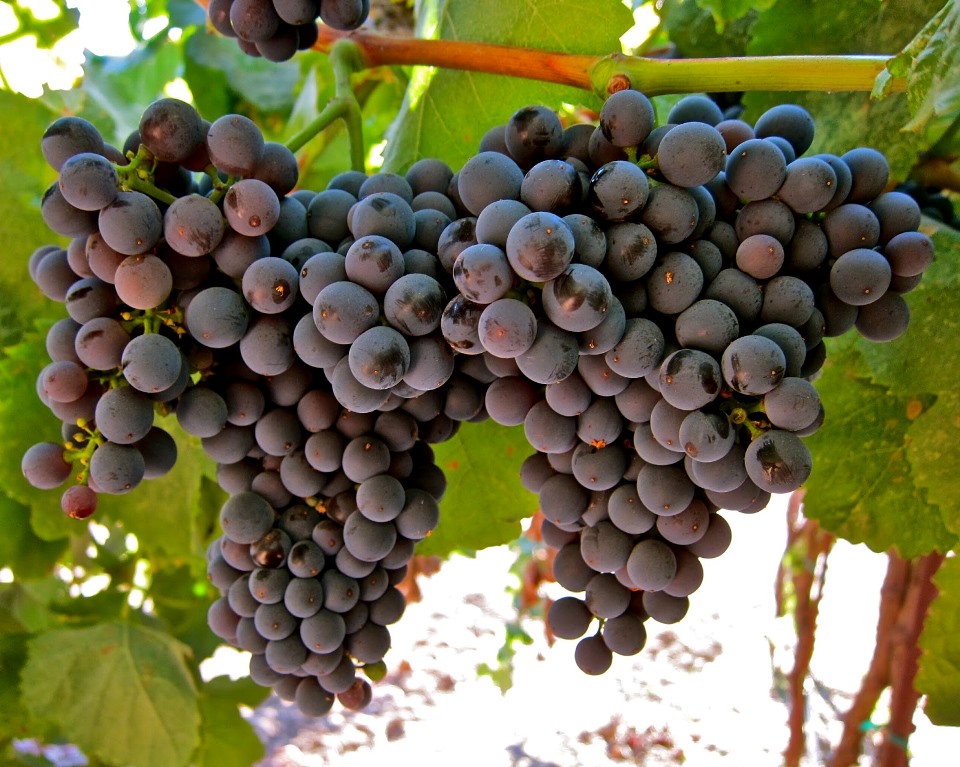 Imagen cortesía de La parra (laparra-anda.blogspot.com), todos los derechos reservados El tannat, la cepa insignia